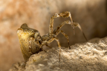 Larger than life-size macro photo of a spider