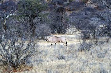 Obraz premium Oryx gazella
