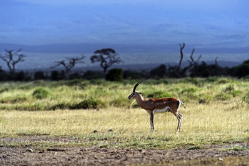 Naklejka premium Grant's gazelle in the savannah