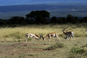 Grant's gazelle in the savannah