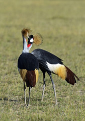 Crowned Crane in the savannah