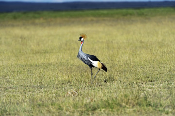 Crowned Crane in the savannah