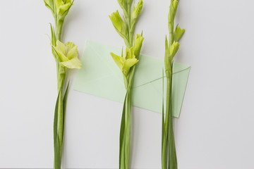 Flower Gladiolus with envelop on white background. Flat lay, top view