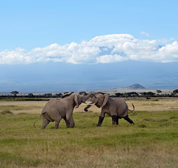 Fototapeta premium Elephants in the savannah