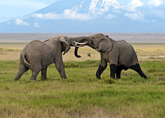 Fototapeta na wymiar Amboseli National Park