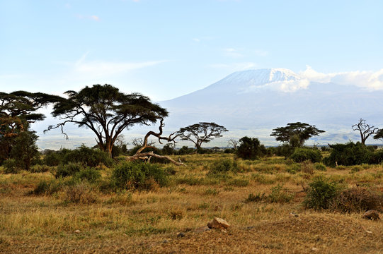 African savanna in Kenya