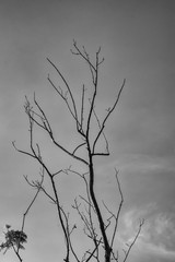 abstract black & white dry tree background