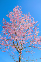 Pink flowers