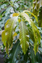 close up fresh green mango leaves