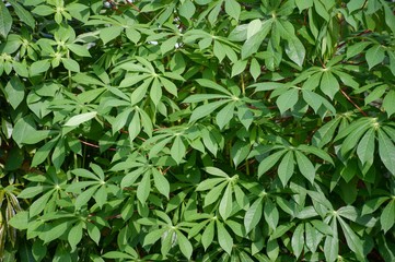 green cassava leaves in nature garden
