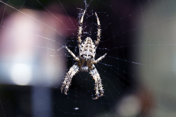 Spider on a web. Macro