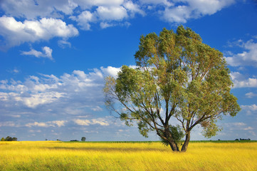 Lonely tree stands in the meadow. It is a sunny day with blue sky and white clouds.