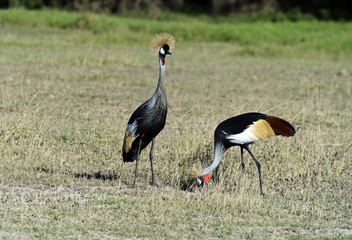 Obraz na płótnie Canvas Crowned Crane in Kenya