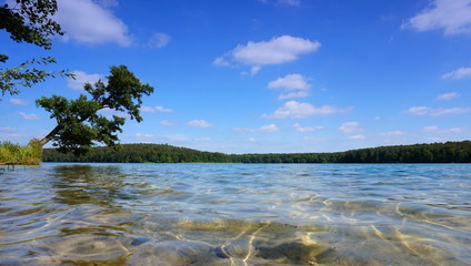 Klares Wasser und Ufer am Stechlinsee