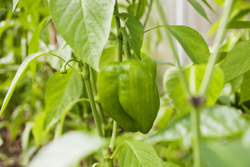 Green bell pepper in farm