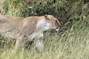 Portrait of African lion