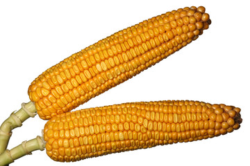 maize isolated on white background