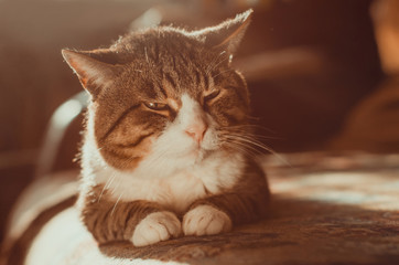 Katze auf dem Sofa