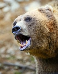 Brown Bear in the woods