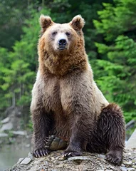 Fototapeten Brown Bear in the woods © kyslynskyy
