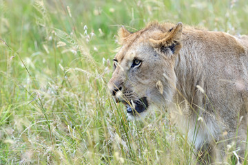 Portrait of young Lion