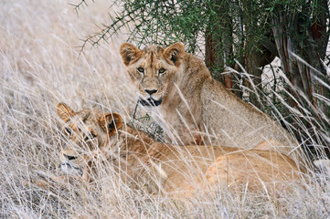 Masai Mara Lions