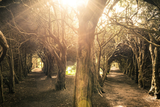 Tree Tunnels