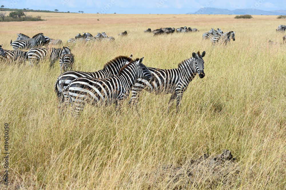 Sticker Zebra in the Masai Mara