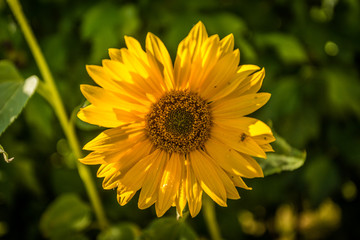 sonnenblume