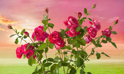 Rose Landscape background