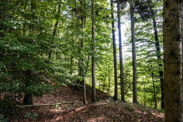 Fototapeta premium Wald Sommer Österreich Laubwald