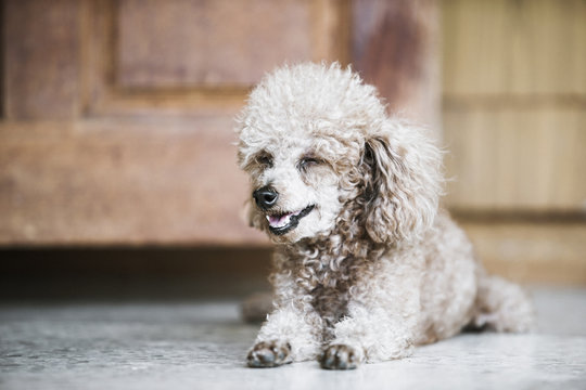 poodle dog lay on the marble floor with dark  tone