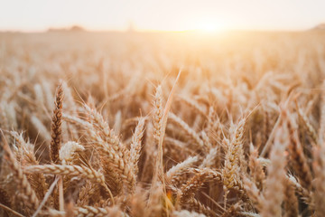 wheat crop field beautiful background with golden sunset light, harvesting cereals