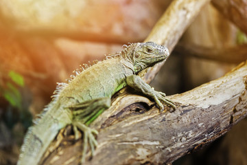 green iguana on a tree branch