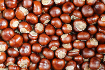 Pile of Chestnuts