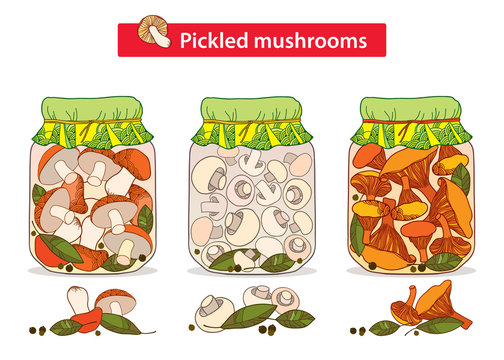 Vector set with pickled orange-cap boletus, chanterelles and champignons mushroom in glass jar with bay leaf and black pepper in contour style isolated on white. Outline mushrooms for autumn design.