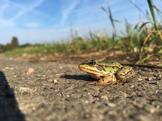 Frosch 