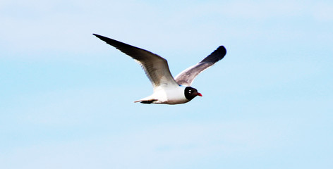 Common Tern flying in the sky
