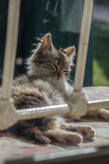 hermoso gato bajo el sol