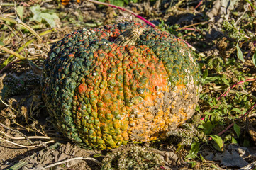 Fall squash in the farmers field