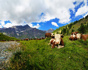 Fototapeta na wymiar cows on alpine meadow in Valle dAosta