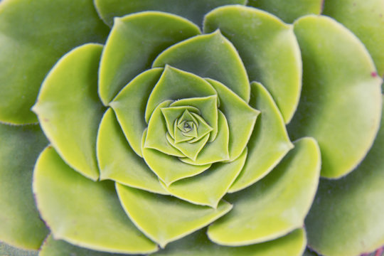 Lotus Flower / Lotus Shaped petals