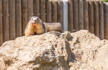 Marmot on piece of rock in zoo