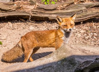 Nice orange fox in the wood partly hidden by stone