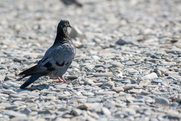 The dove on the stones
