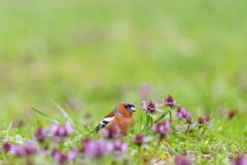 Chaffinch collects insects among pink flowers