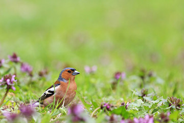 Chaffinch standing in front of pink flowers