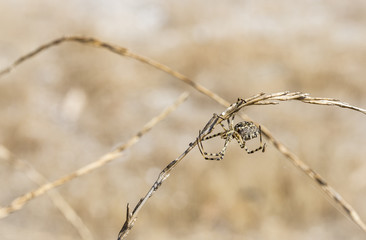 Argiope lobata female spider building a spider web in nature on a summer day