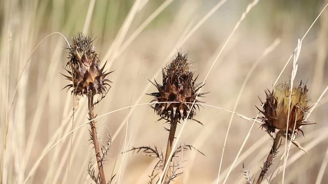 dry thistles (Cynara humilis) in nature on a summer day