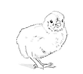 Вектор. Цыпленок